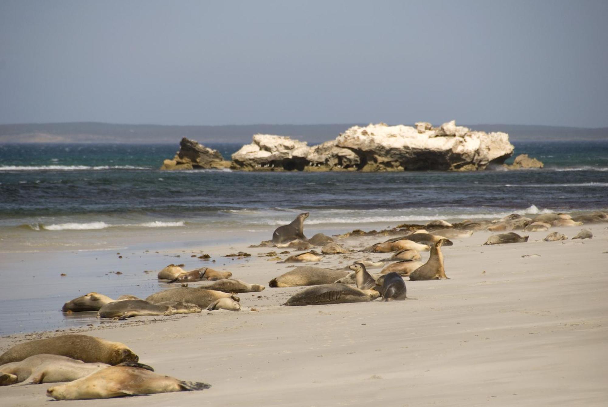 Kangaroo Island Seafront Hotel Penneshaw Exterior foto