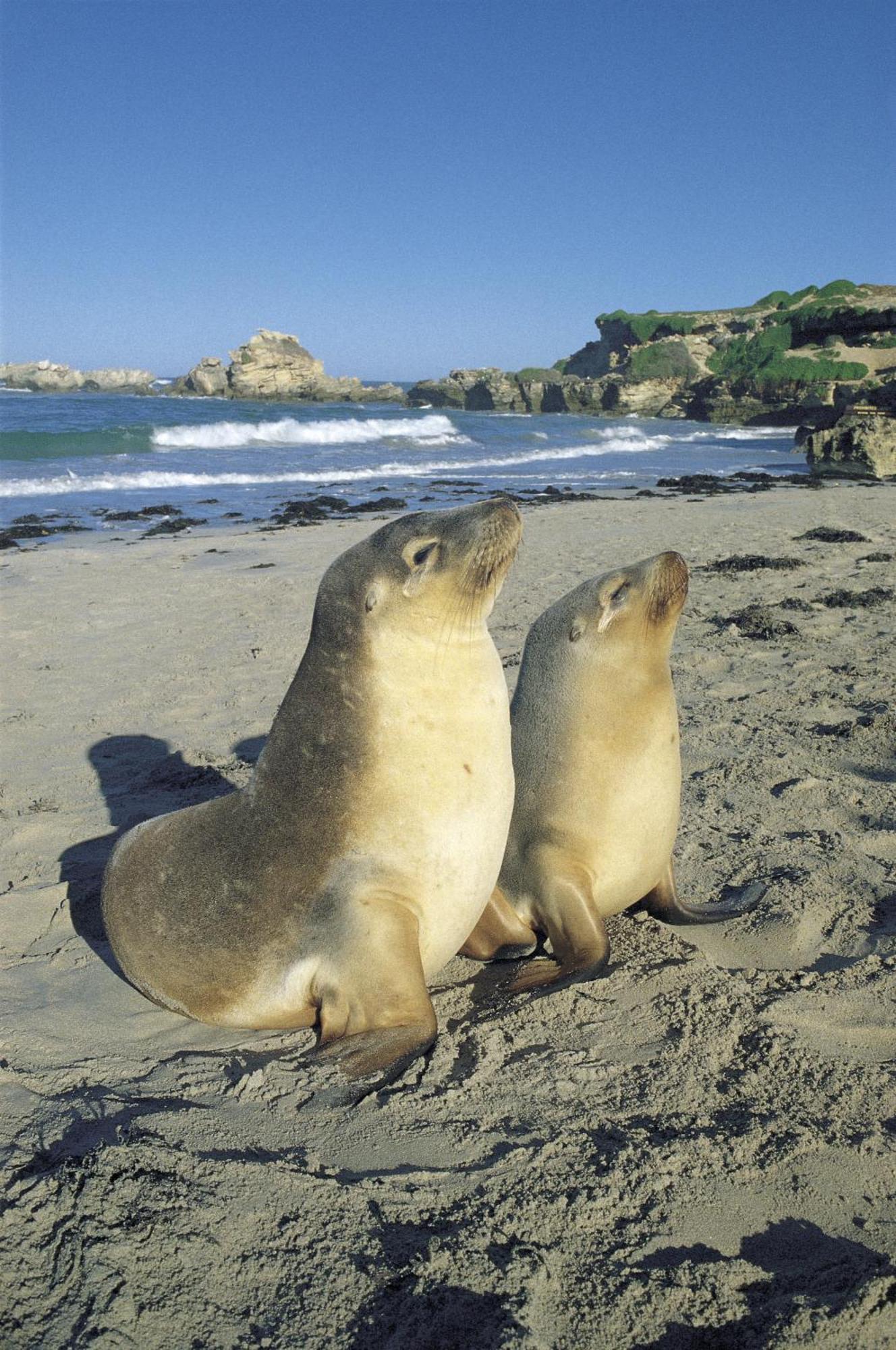 Kangaroo Island Seafront Hotel Penneshaw Exterior foto